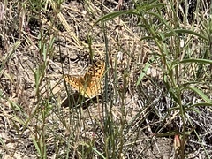 Speyeria callippe macaria