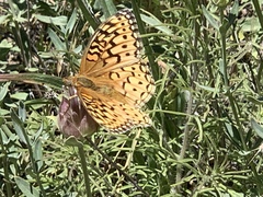 Speyeria callippe macaria