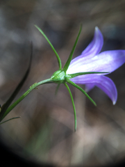 Campanula alaskana