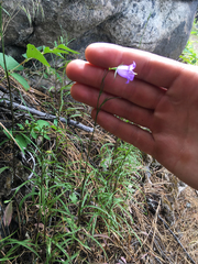 Campanula alaskana