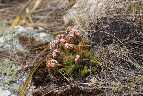 Crassula globularioides