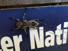 Acanthocinus nodosus