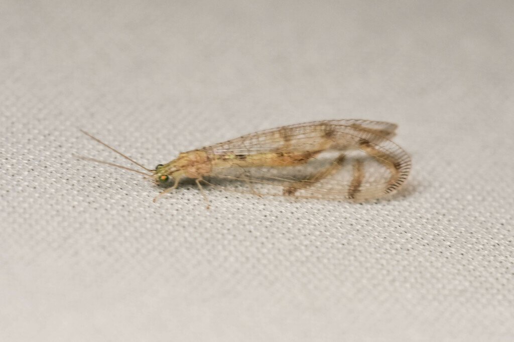 Nuvol umbrosus