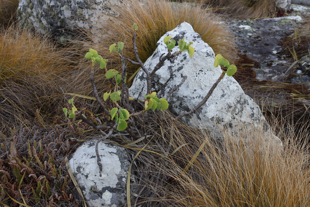 Senecio milanjianus S.Moore 2