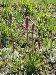 Pedicularis attollens