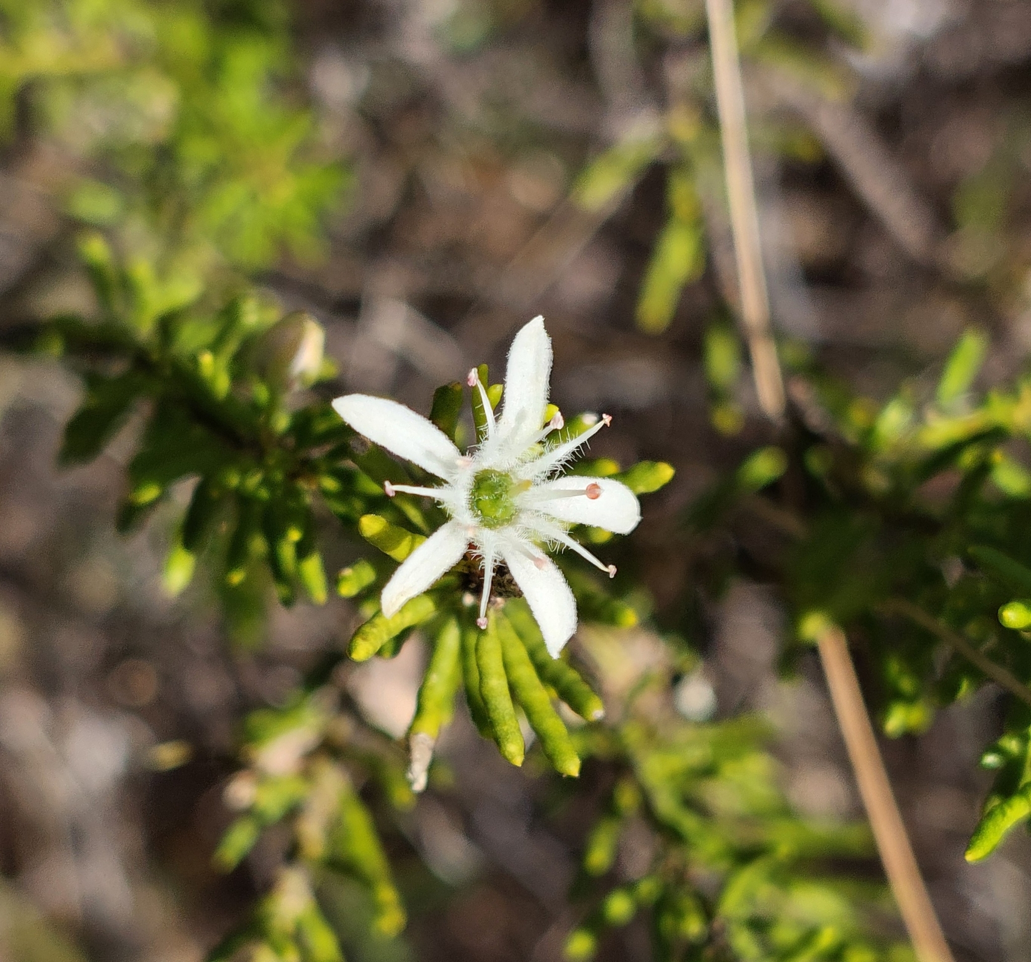 Philotheca linearis