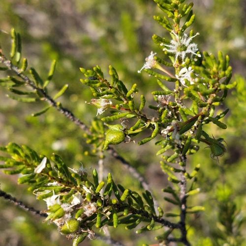 Image of Philotheca Linearis (Philotheca linearis) by (c) Ruth Palsson, some rights reserved (CC BY-SA)