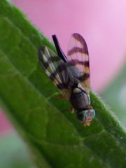 Urophora