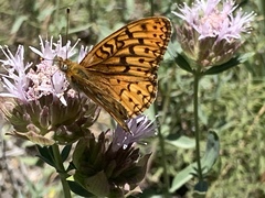 Speyeria callippe macaria