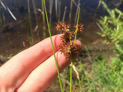 Juncus nodosus