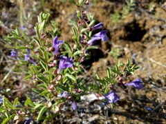 Scutellaria antirrhinoides