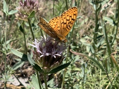 Speyeria callippe macaria