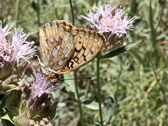 Speyeria callippe macaria