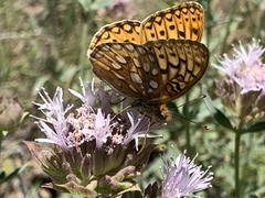 Speyeria callippe macaria