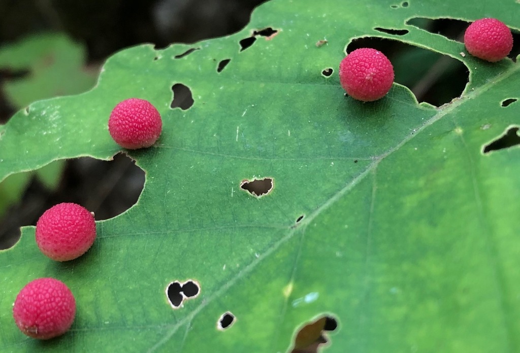 Jewel Oak Gall Wasp