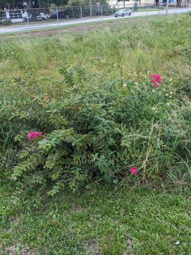Image of Lagerstroemia indica by no rights reserved