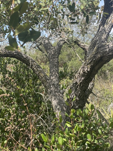 Quercus berberidifolia × engelmannii