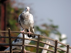 Columba livia domestica