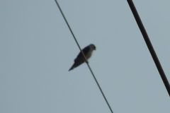 Elanus caeruleus