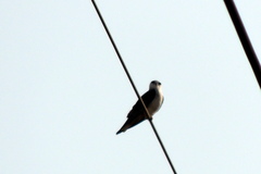 Elanus caeruleus