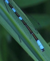 Coenagrion resolutum