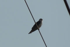 Elanus caeruleus