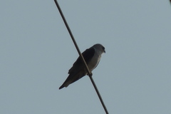 Elanus caeruleus