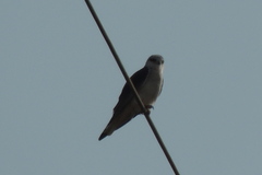 Elanus caeruleus