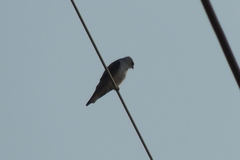 Elanus caeruleus