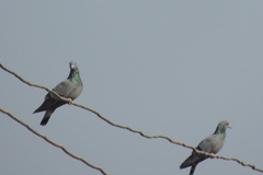 Columba livia domestica