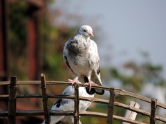 Columba livia domestica