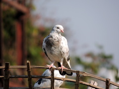 Columba livia domestica