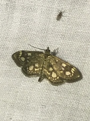 Anania coronata