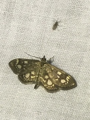 Anania coronata
