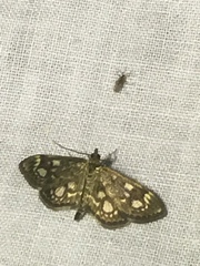 Anania coronata