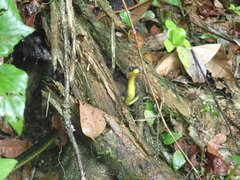 Chironius septentrionalis