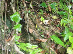 Chironius septentrionalis