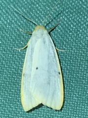 Cybosia mesomella