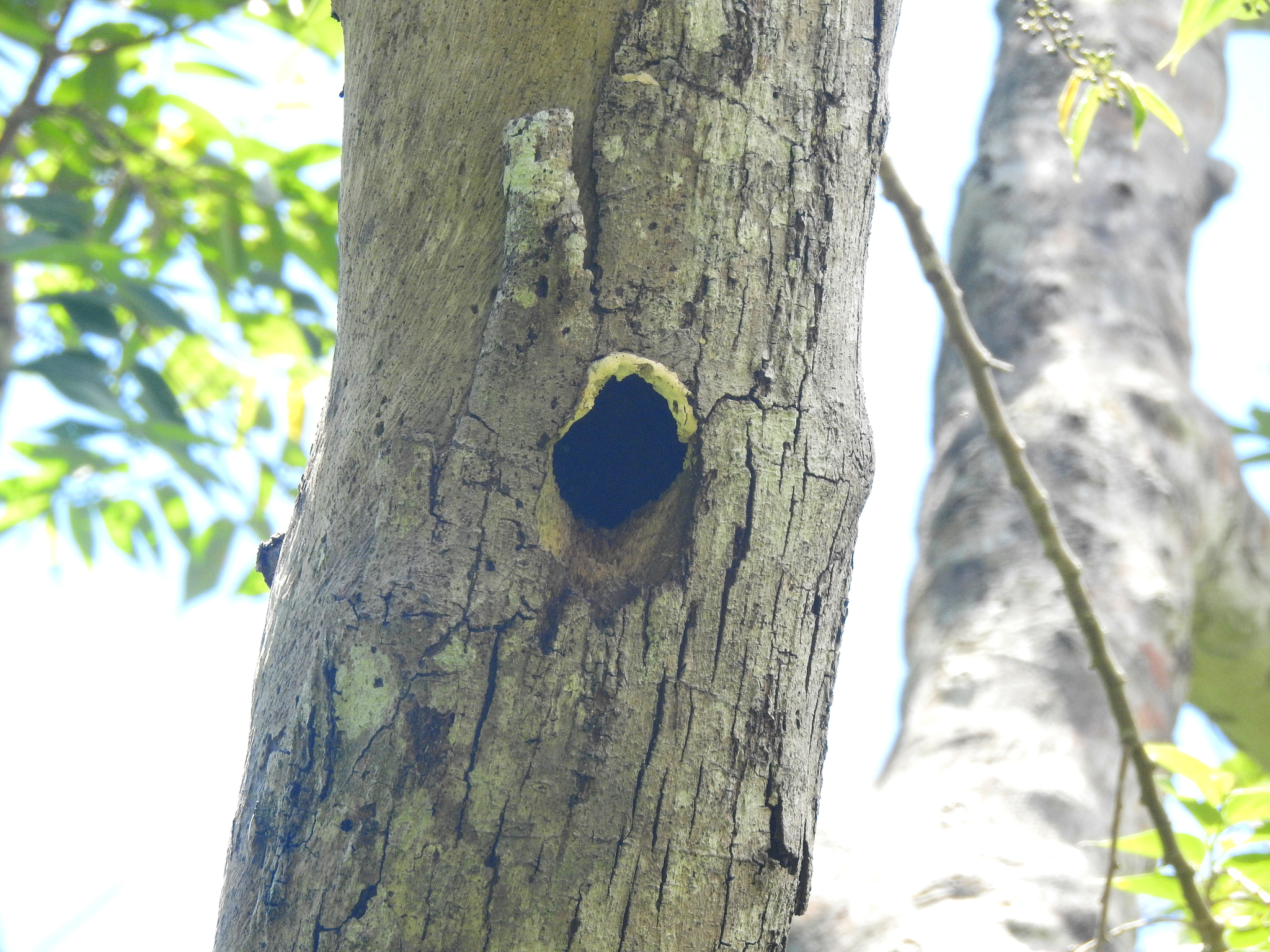 Okinawa Woodpecker (Dendrocopos noguchii), photo 5