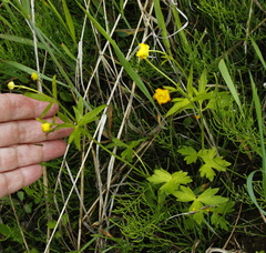 Ranunculus japonicus propinquus