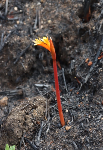 Cyrtanthus welwitschii
