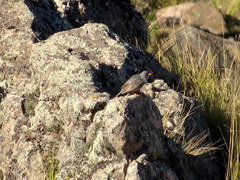 Rhopospina alaudina