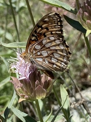 Speyeria callippe macaria