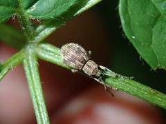 Calomycterus setarius