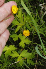 Ranunculus japonicus propinquus