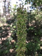 Xerophyllum asphodeloides