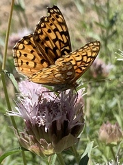 Speyeria callippe macaria