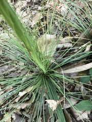 Xerophyllum asphodeloides