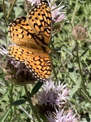 Speyeria callippe macaria