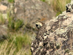 Cinclodes albiventris